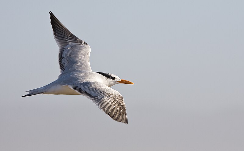 File:Elegant Tern (Thalasseus elegans).jpg