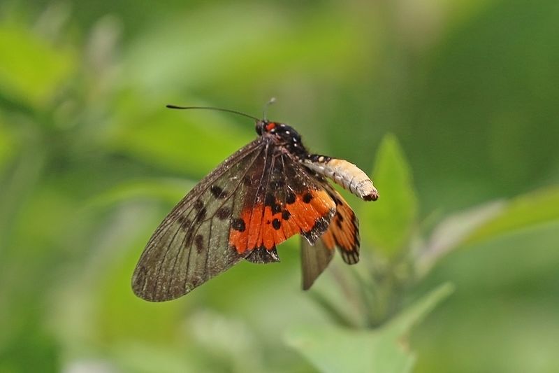 File:Elegant acraea (Acraea egina egina) in flight.jpg