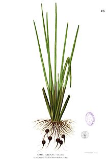 <i>Eleocharis dulcis</i> grass-like sedge grown for its edible corms