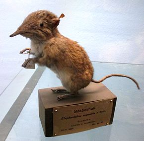 Descripción de la imagen Elephantulus rupestris (taxidermizado) en Göteborgs Naturhistoriska Museum 8074.jpg.