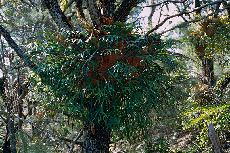 File:Elkhorn Fern (Platycerium bifurcatum) (9951620343).jpg