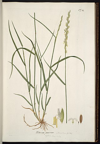 <i>Thinopyrum junceum</i> Species of grass