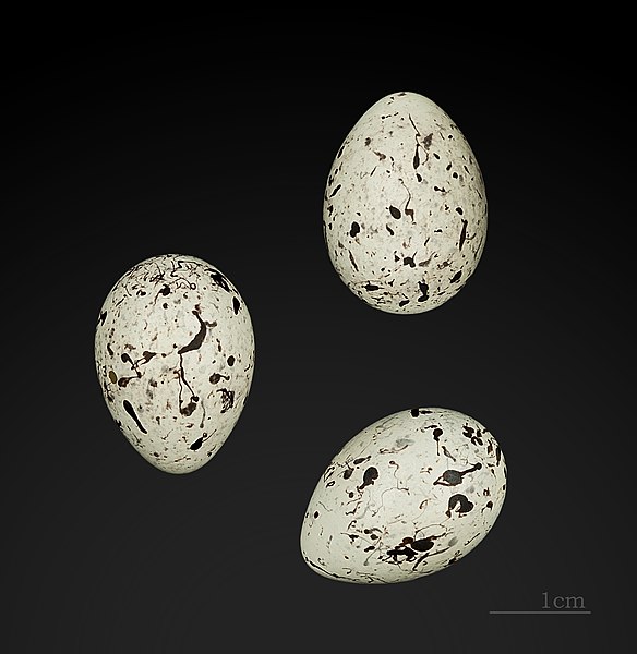 File:Emberiza cirlus MHNT.ZOO.2010.11.216 St Moré Yonne.jpg