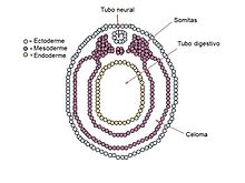 Embrião vertebrado.jpg