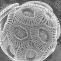 March 29: A scanning electron micrograph of a single coccolithophore cell of Emiliania huxleyi.
