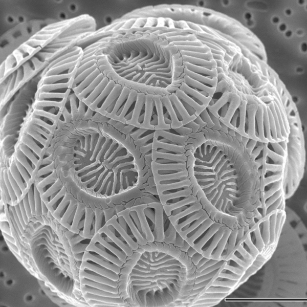 File:Emiliania huxleyi coccolithophore (PLoS).png