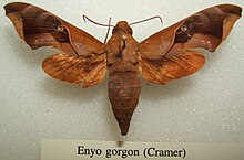 Enyo gorgone sjh.JPG