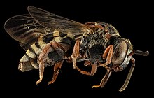 Epeolus scutellaris, F, Side, ME, Steuben 2014-02-23-12.49.25 ZS PMax.jpg