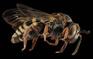 <i>Epeolus scutellaris</i> Species of bee