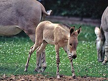 Foal of Somali wild ass (E. a. somalicus) Equus asinus somalicus.jpg