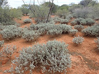 E. hygrophana growing near Wiluna Eremophila hygrophana (habit).jpg