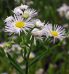 Erigeron annuus (Flower).jpg