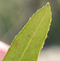 Leaf tip with forward hairs not curving inward