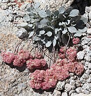 Lobb's buckwheat plant, bright pink flowers