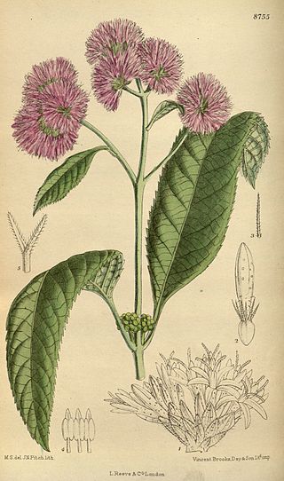 <i>Bothriocline</i> Genus of flowering plants
