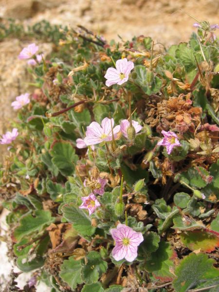 File:Erodium corsicum.jpg