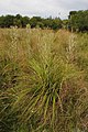 Eryngium stenophyllum