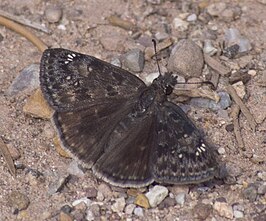 Erynnis afranius