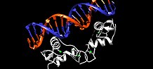 Cartoon representation of the human hormone estrogen receptor DBD. DNA = orange and blue. DBD of estrogen receptor = white. Zinc atoms = green. Estrogen Receptor DBD.jpg