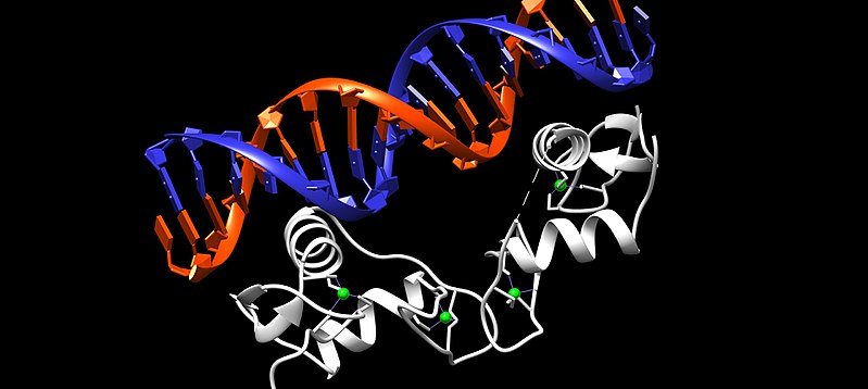 File:Estrogen Receptor DBD.jpg