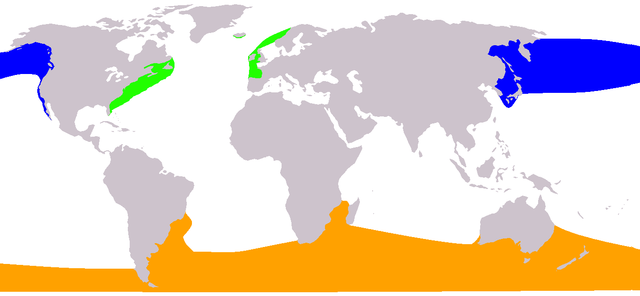 Az élő fajok elterjedési területe: kékkel a csendes-óceáni északi simabálna, zölddel az északi simabálna és narancssárga színnel a déli simabálna
