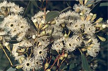 flowers and buds Eucalyptus calycogona flowers.jpg