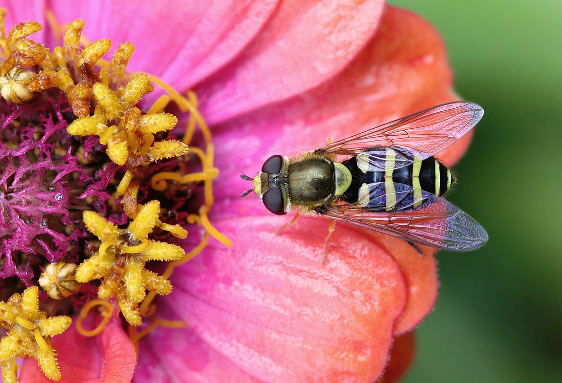 Fältblomflugor