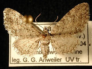 <i>Eupithecia columbiata</i> Species of moth