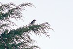 Thumbnail for File:Eurasian Magpie, Pega-Rabuda - Portugal.jpg