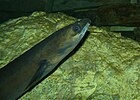 European Eel (Anguilla anguilla) (13532974394) .jpg