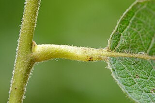 <i>Euura venusta</i> Species of sawfly