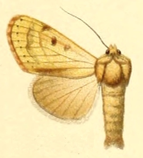 <i>Dichagyris romanovi</i> Species of moth