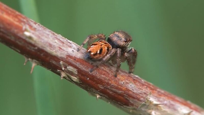 JUMPING SPIDER - Cambridge English Dictionary