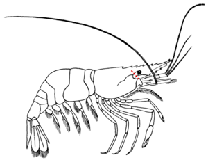 Ablazione Del Peduncolo Oculare