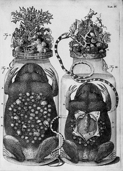 File:F. Ruysch "Thesaurus..."; zoological preparations Wellcome M0016629.jpg