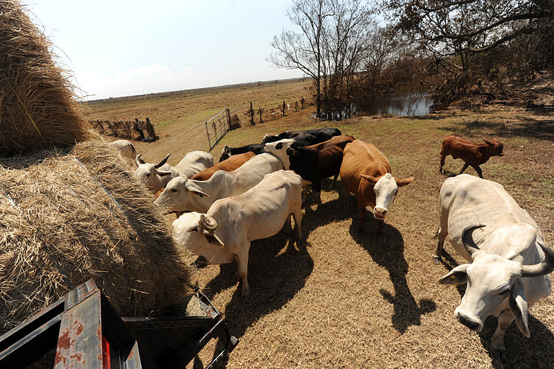 File:FEMA - 38641 - Displaced cattle eat fresh hay in Texas.jpg