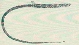 Lissocampus caudalis