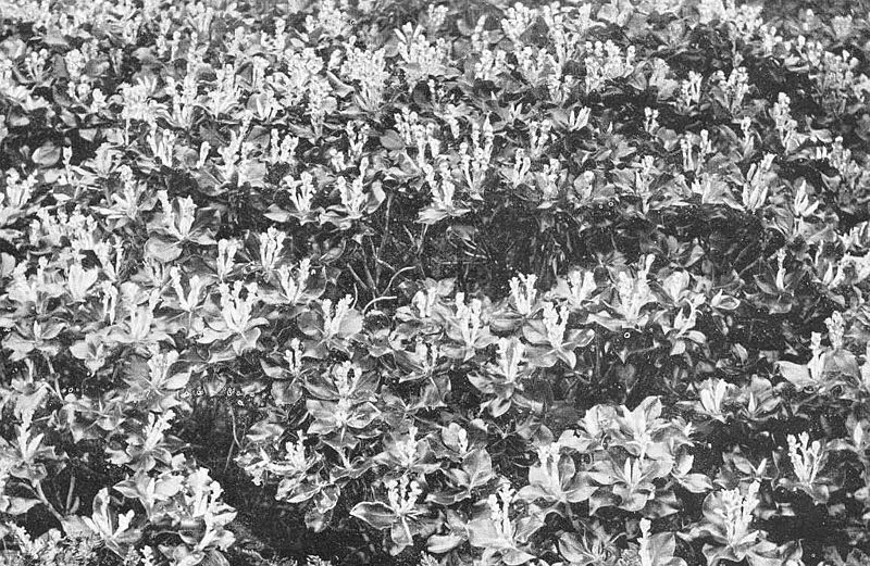 File:FMIB 50719 Roof of Olearia lyalii Forest, Ewing Island, Auckland Group.jpeg