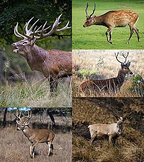 Deer family of mammals