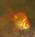 C3-P0, Fantail Fancy Goldfish (Posted on: June 29, 2007)