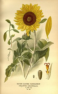 <i>Helianthus argophyllus</i> Species of sunflower