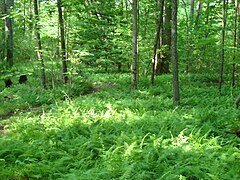 Cama de helecho bajo un dosel forestal en bosques cerca de Franklin, Virginia