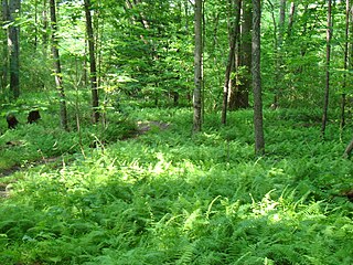 Fern bed under a forest canopy, Virginia