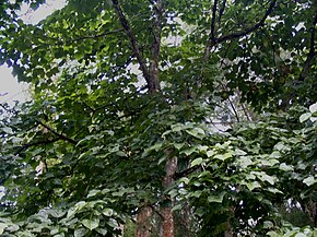 Firmiana malayana - foliage.JPG image. Açıklaması