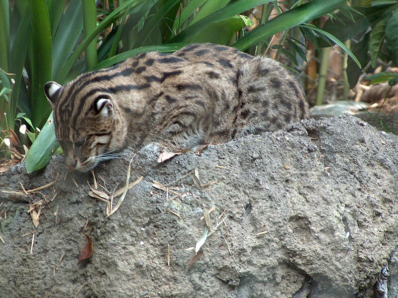 File:Fishing-Cat.jpg