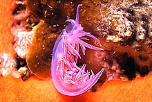 Flabellina ischitana.jpg