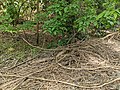 Flaschenhalspark, urban nature, Germany (Deutschland), 10965, Berlin, 20190530, 160619.jpg