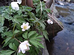 File:Aubach (Wiehl) nahe dem Weiherdamm in Wildbergerhütte.jpg - Wikipedia