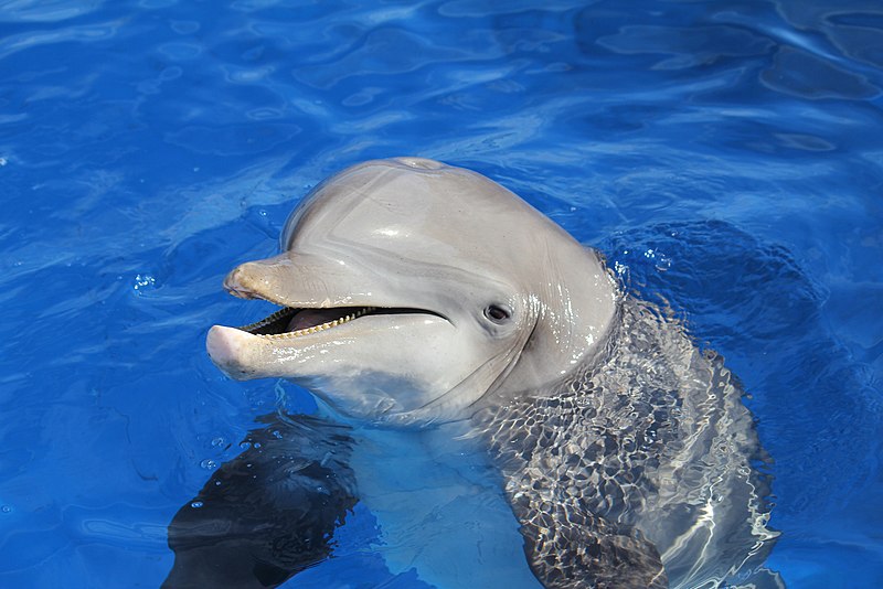 File:Florida Dolphin Up Close (8561335).jpeg