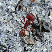 Fourmi moissonneuse de Floride (Pogonomyrmex badius) - Major worker.jpg